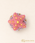 CA151 海星 Cupcake