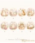 Cute Fat Cat Birthday｜8款設計｜可改文字